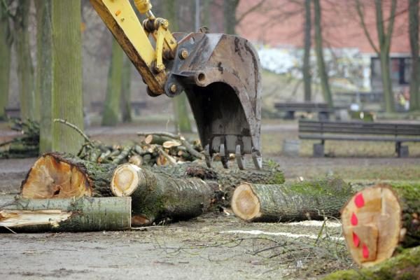 Iškirsti medžiai Sereikiškių parke papiktino vilniečius (papildyta)
