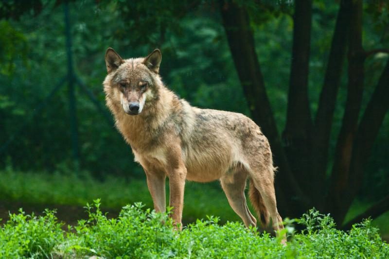 Lietuvoje laikinai sustabdyta vilkų medžioklė