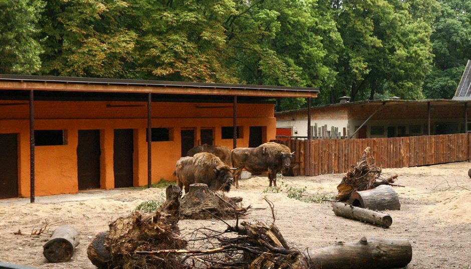 Zoologijos sode gyvenantiems stumbrams  – nauji  namai