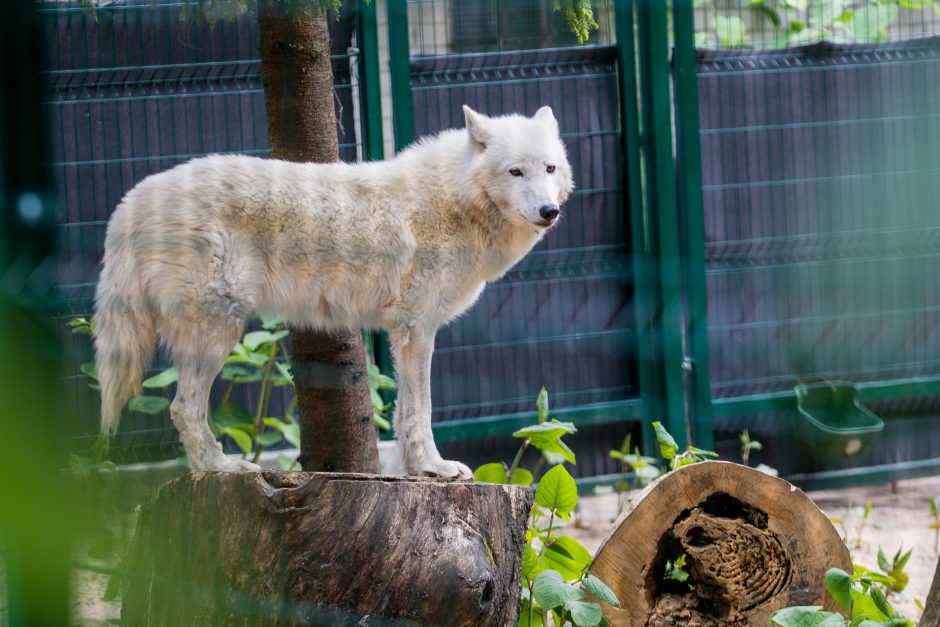 Gyvūnų prižiūrėtojo diena – su dovanomis zoologijos sodo gyventojams