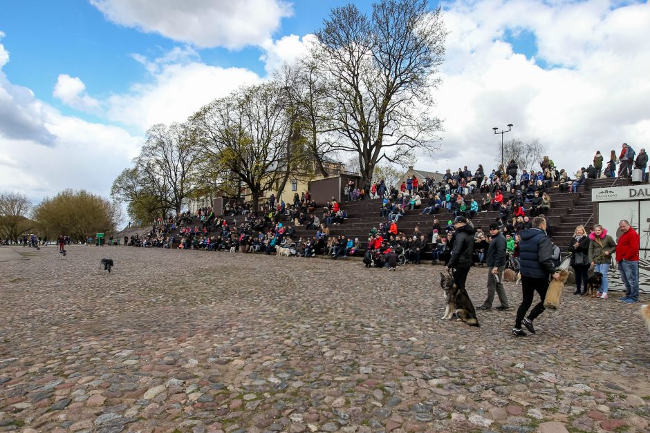 Kaune pirmąkart paminėta Šuns diena: vicemeras atsivežė keturkoję Pamelą