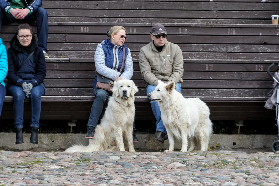 Kaune pirmąkart paminėta Šuns diena: vicemeras atsivežė keturkoję Pamelą