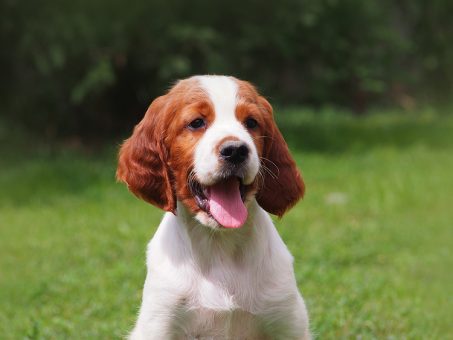 Skelbimas - Airių rudai baltas Airių seteris šuniukai (Irish Red and White Setter)