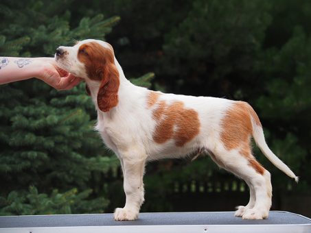 Skelbimas - Airių rudai baltas Airių seteris šuniukai (Irish Red and White Setter)