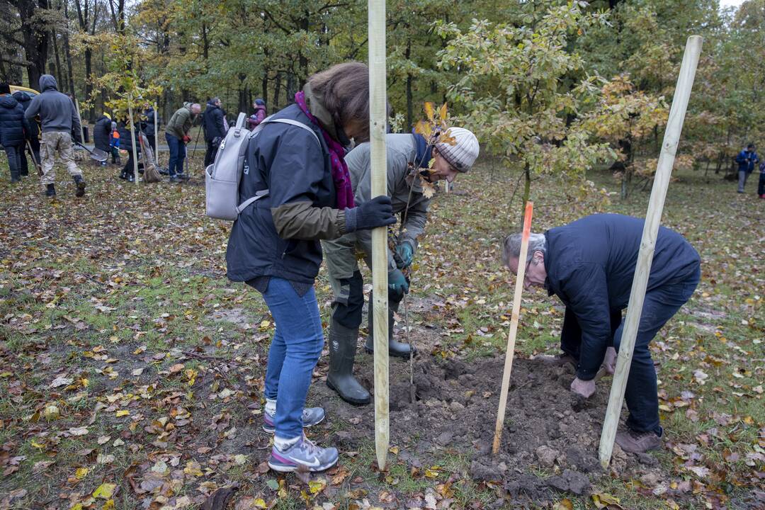 Kauno Ąžuolyno parką papildė nauji medeliai