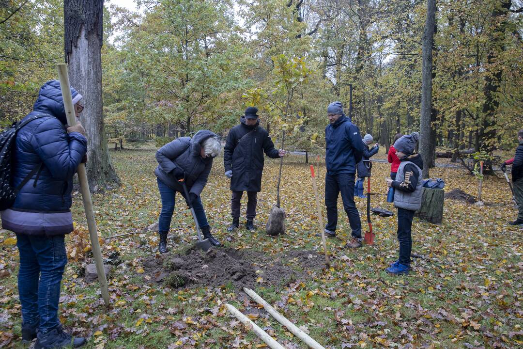 Kauno Ąžuolyno parką papildė nauji medeliai