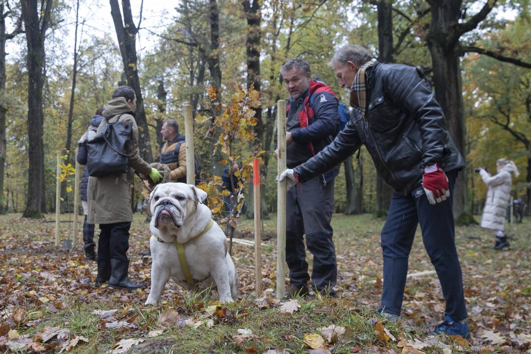 Kauno Ąžuolyno parką papildė nauji medeliai