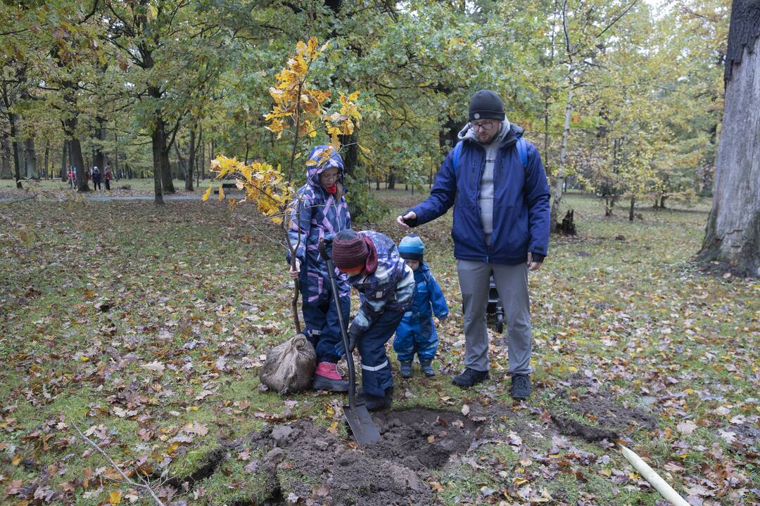 Kauno Ąžuolyno parką papildė nauji medeliai