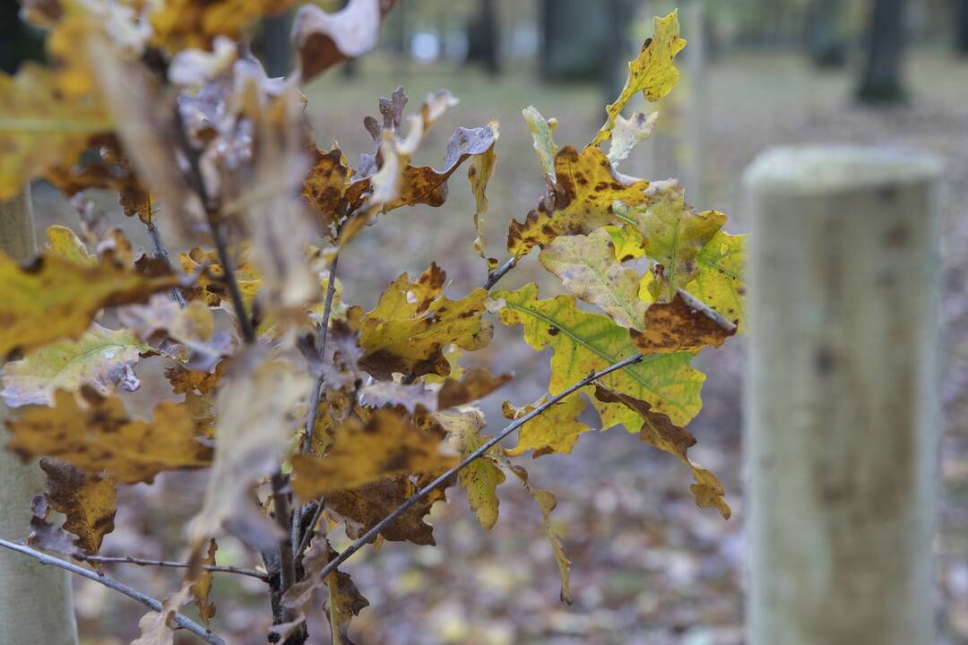 Kauno Ąžuolyno parką papildė nauji medeliai