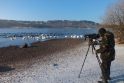 Daugybė: „Šie­met Kau­no mies­te su­skai­čiuo­ta dau­giau nei 13 tūkst. čia žie­mo­jan­čių van­dens paukš­čių“, – sa­ko S.Rum­bu­tis