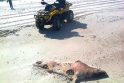 Aplinkosaugininkai sieks išsaugoti ruonių gyvybes