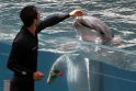Naujas prietaisas padės susikalbėti su delfinais