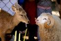 Kinijoje Valentino dieną įvyko elnės ir avino vestuvės