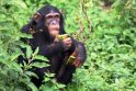 Mažosios šimpanzės viena kitą guodžia apkabinimais ir seksu