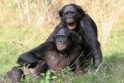 Beždžionės homoseksualiais santykiais užsiima, kad taptų svarbesnės
