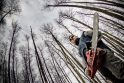 Šalies miškuose mažėja neteisėtų kirtimų