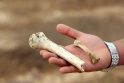 Italai rado būdą rotango medieną paversti žmogaus kaulu