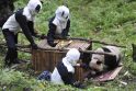 Originaliu būdu bandoma pandas atpratinti nuo žmonių