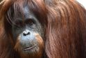 Į cigaretes įjunkusi orangutano patelė susilaukė palikuonio