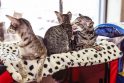 Tai, ko dar nežinojote apie „namų šeimininkes“ kates
