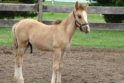 Argentina pirmoji iš Pietų Amerikos šalių klonavo arklį