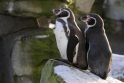 Vokietijoje pingvinai gėjai išperėjo kiaušinį