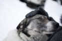 Žiaurus elgesys su gyvūnais: Utenos rajone pakartas šuo 