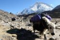Ginčas: dalis mokslininkų prognozes, kad iki 2035 m. gali išnykti dar tūkstančiai Himalajų ledynų, vadina visiškomis nesąmonėmis.