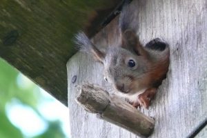 Apsukri voverė išvarė varnėnus ir apsigyveno inkile