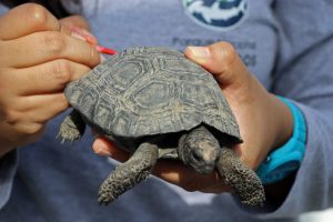 Galapagų oro uoste lagamine radus 185 vėžlių jauniklius sulaikytas policininkas