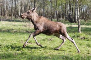 Daugiau nei ketvirtadalis avarijų Lietuvoje įvyksta dėl susidūrimo su gyvūnais