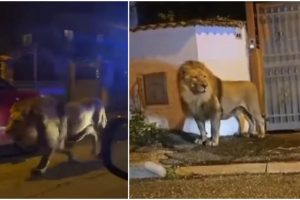 Panika Italijos gatvėse: iš cirko pabėgęs liūtas gąsdino vietos gyventojus