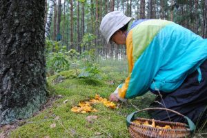 Į mišką – gelbėti grybautojų: pasiklydo net trys