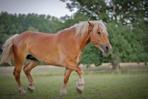 Lietuvos liaudies buities muziejuje – Žirgo metams skirta popietė