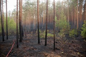 Sausi orai kelia gaisrų pavojų – Kretingos ir Varėnos rajonuose degė miškas