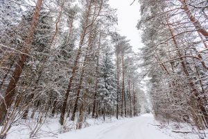 VMT: miškų savininkams pradėtos teikti poveikio aplinkai išvados veiklai „Natura 2000“ teritorijose