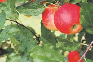 Sodininko patarimai, arba savo obuolio skonis