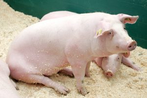 Poroje seniūnijų paskelbta ekstremali situacija dėl Afrikinio kiaulių maro