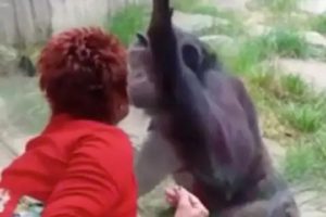 Moteris zoologijos sode užmezgė romaną su šimpanze: teko įsikišti tarnyboms