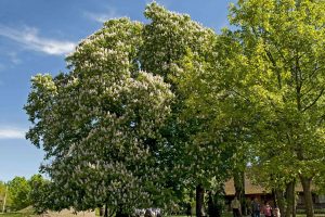 Prasideda 2024 metų medžių „eurovizija“ : renkamas medis su įdomiausia istorija