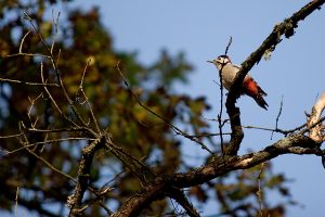 Kodėl geniai kuriasi renovuotuose namuose, apuokai – prie sąvartynų