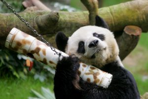 Sulaukęs 35 metų, mirė ilgiausiai nelaisvėje gyvenęs didžiosios pandos patinas An Anas