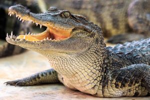 60 metų australas kišeniniu peiliu atsimušė nuo krokodilo