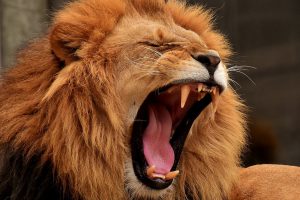 Zoologijos sode Australijoje liūtai apdraskė prižiūrėtoją: jos būklė kritinė