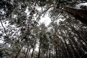Opozicija pateiks siūlymą skelbti referendumą dėl plynų miškų kirtimo ribojimo