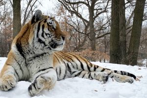 JAV nugaišo tigras vardu Putinas