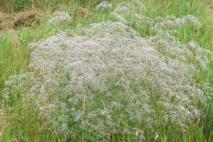 Aplinkosaugininkai ragina pajūryje skinti muilines gubojas, rauti jas iš želdynų