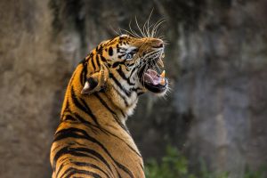 Indijoje laukinių tigrų populiacija viršija 3 000 