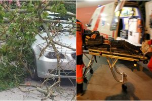 Nelaimė Varėnos rajone: ant kelio užvirto medis, sužalota BMW automobilio vairuotoja