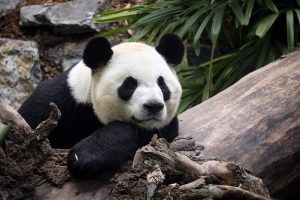 Kanados zoologijos sodas dėl bambukų stygiaus grąžina pandas Kinijai